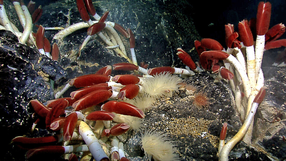 Tubeworms are seen here growing in the vicinity of hydrothermal vents. The sponges and microbes feed on the fossilized tubeworms around hydrothermal vents that were blocked up thousands of years ago. (courtesy of the US’ National Oceanic and Atmospheric Administration)