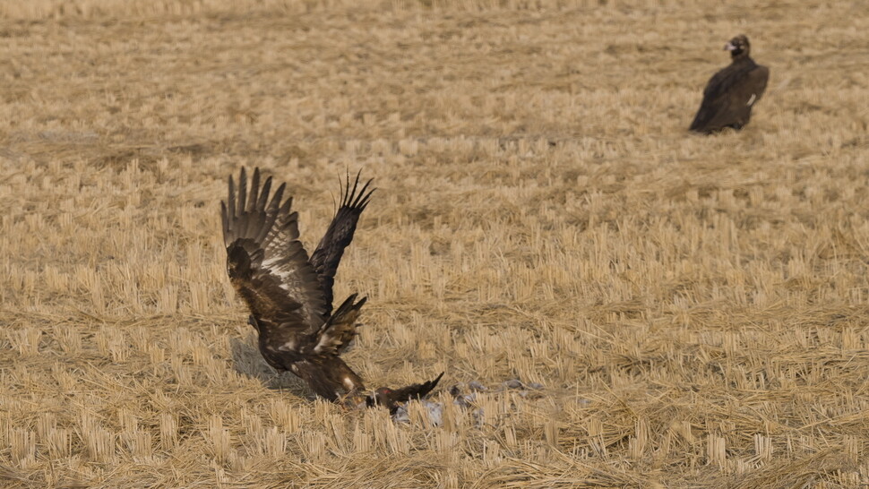 다른 독수리가 날아들자 검독수리는 급하게 먹이를 먹고 미련 없이 자리를 뜬다.