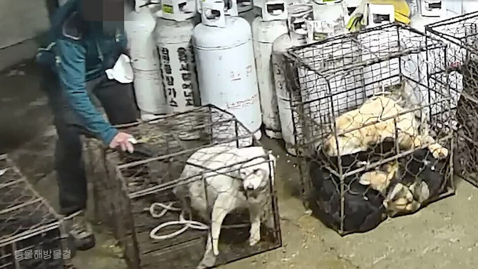 지난해 7월 동물해방물결과 LCA가 한국 개 식용 산업의 핵심 루트인 개 도살장·경매장·농장 6곳을 잠입했다. 개들은 대법의 전기봉 도살 유죄 판결에도 불구하고 여전히 고통스런 방식으로 도살되고 있었다. 동물해방물결 제공