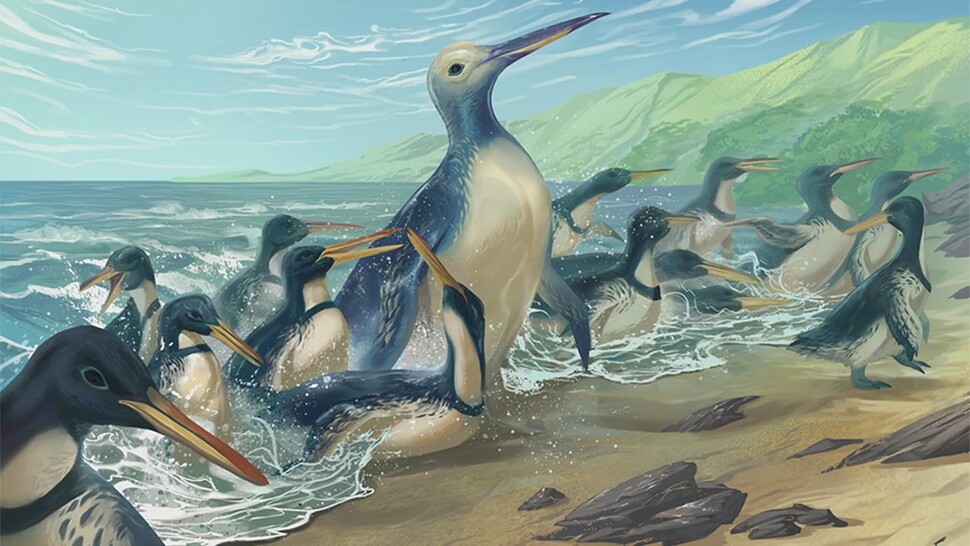 5700만년 전 뉴질랜드 해안에는 몸무게가 150㎏이 넘는 거대 펭귄이 다른 다양한 펭귄과 함께 살았던 것으로 밝혀졌다. 지느러미 팔은 현생 펭귄보다 바다오리에 가깝다. 시몬 지오바나르디 제공.