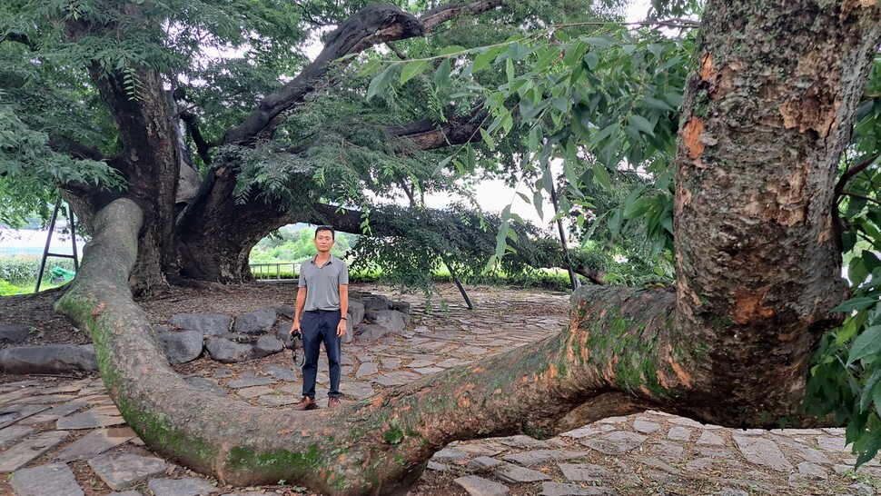 2023년 7월13일 경남 의령군 칠곡면 신포마을 느티나무 노거수 앞에서 포즈를 취한 김양진 기자. 2m 넘는 아름드리 줄기가 땅을 기어가며 자랐다. 박정기 제공