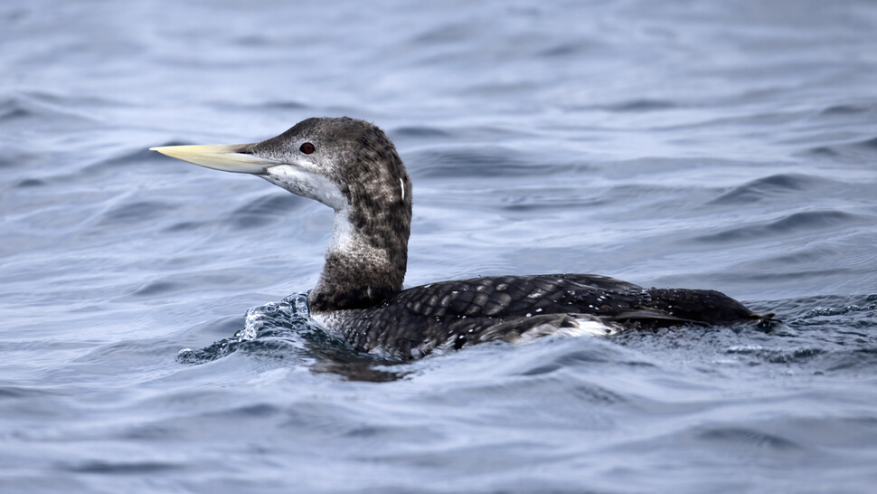 흰부리아비는 세계자연보전연맹 적색목록에 준위협종으로 분류된 국제보호조다. 다른 아비류처럼 어선에서 버리는 폐기름에 오염되고 어망에 질식하는 피해가 늘고 있다.