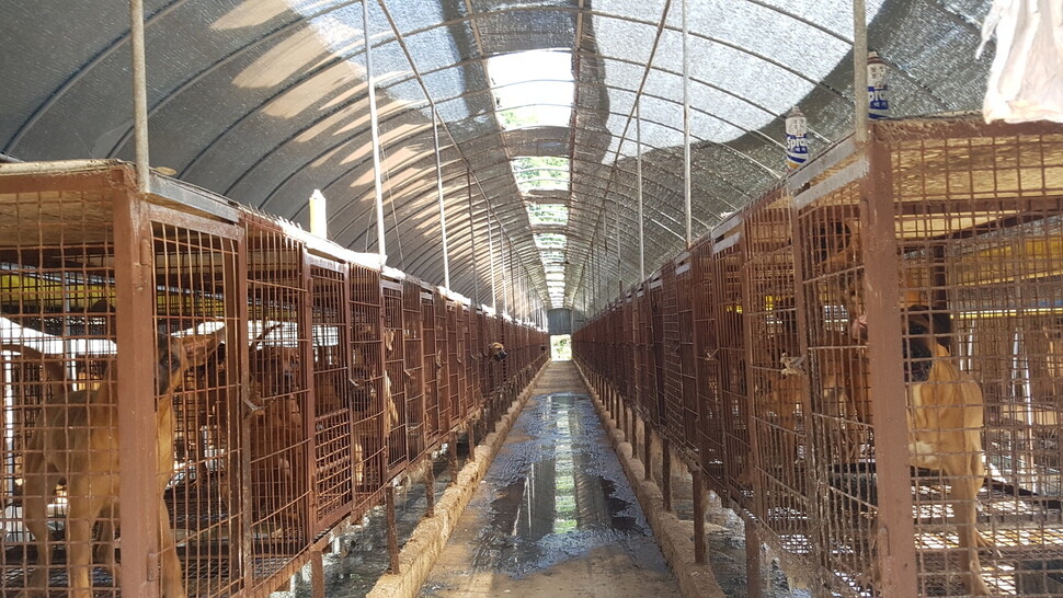Dogs are housed in long rows of elevated wire cages in a factory farm.  The dogs are fed a diet of chicken heads and other food waste until they are slaughtered. (Hankyoreh Archive)
