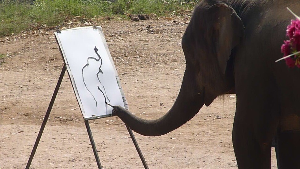 타이의 관광지에서 코끼리는 조련사 마훗의 지시로 놀랄 만큼 정교한 그림을 만들어낸다. 위키미디어 코먼스 제공