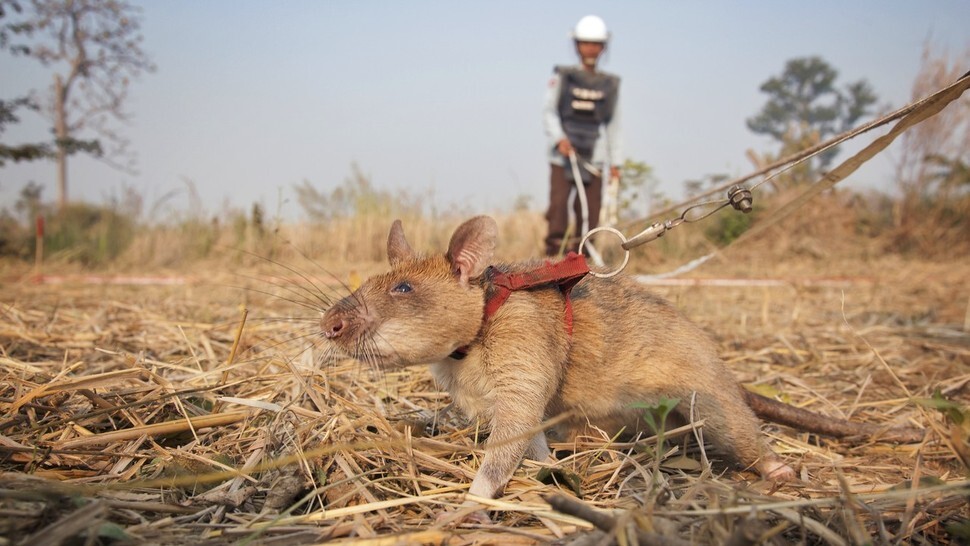 Pouched rats trained to sniff out gunpowder are used to detect landmines. (provided by APOPO)