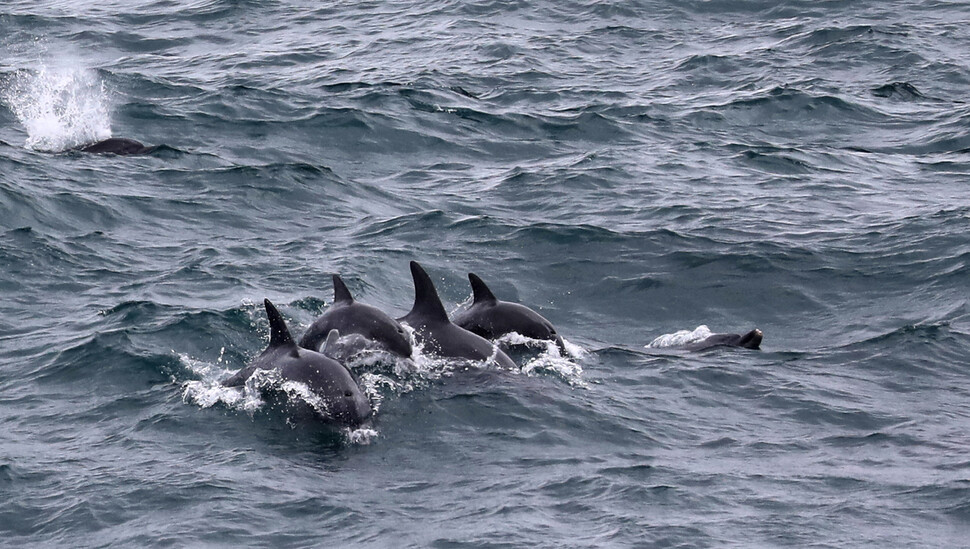 남방큰돌고래 무리가 2022년 8월16일 제주 서귀포시 대정 앞바다에서 헤엄치고 있다. 호흡하려고 물 밖으로 나온 돌고래는 6마리지만, 20여 마리가 함께 움직이는 무리로 추정된다. 류우종 기자