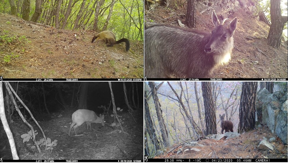 Wild animals captured by unmanned sensor cameras in the area.  From top left to sable clockwise, goat, musk deer in front, musk deer at night.  Provided by Green Alliance ※ Click image to enlarge.