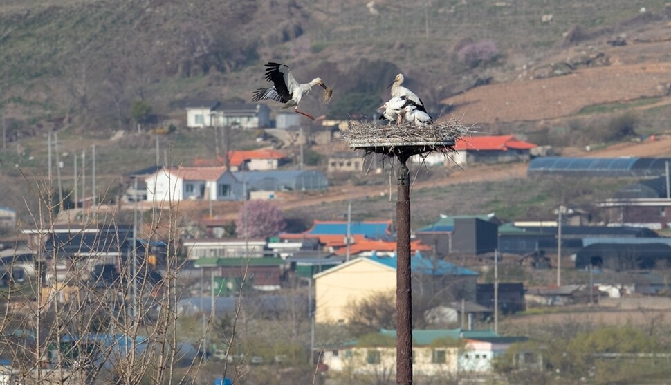 충남 예산군 광시면 장전리 인공 둥지에서 3년째 새끼를 키워 나간 암컷 황새 미송이가 둥지를 보수할 풀을 물고 날아들었다. 13m 높이 인공 둥지에서 새끼 새 3마리와 수컷 만황이가 어미 새를 기다리고 있다.