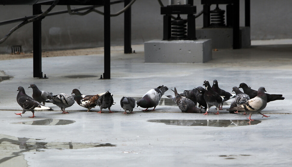 비둘기 무리가 한 건물 옥상 배수로에 고인 물을 먹으며 목을 축이고 있다. 한겨레 자료사진