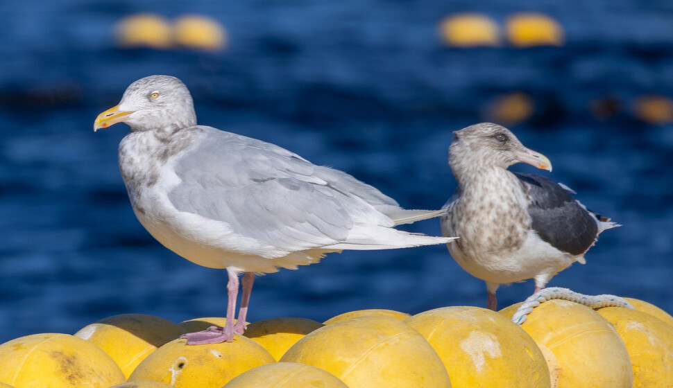 갈매기류 가운데 몸 윗면이 가장 밝은 흰갈매기와 가장 어두운 큰재갈매기가 가두리 양식장 부표 위에 나란히 앉아 있다.
