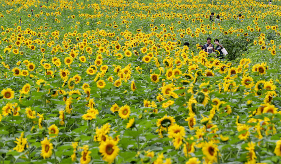 A family strolls through fields of sunflowers at the Taebaek Sunflower Festival in Guwau Village, Gangwon Province, on July 24. (Kim Jung-hyo/The Hankyoreh)