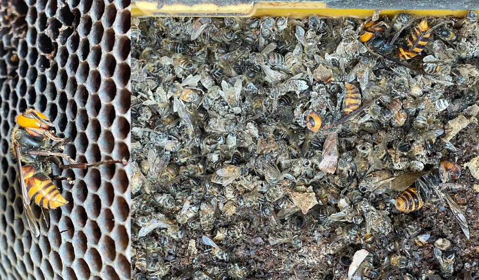 벌통을 습격한 말벌(왼쪽 사진). 치열한 전투 끝에 죽은 꿀벌과 말벌의 사체가 벌통 바닥에 가득하다.이종현 제공