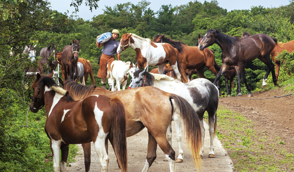 2022년 6월30일 김남훈 제주 ‘말 생크추어리’ 대표가 사료를 들고 나오자 숲속에 흩어져 있던 말들이 모이기 시작했다.