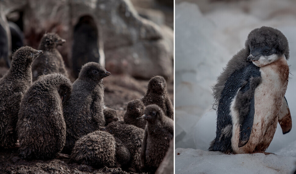Baby Adelie penguins in Antarctica (courtesy Greenpeace)