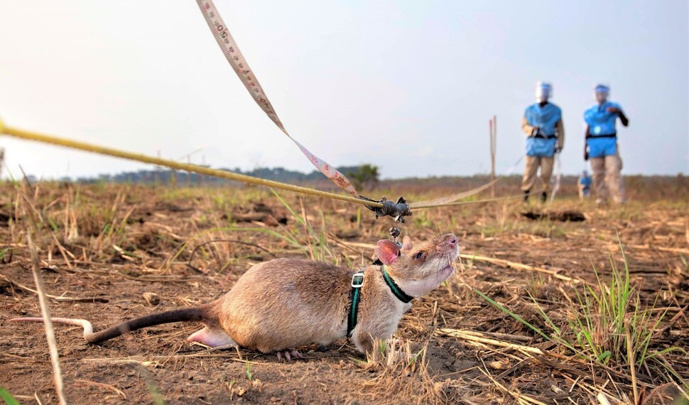 Pouched rats trained to sniff out gunpowder are used to detect landmines. (provided by APOPO)
