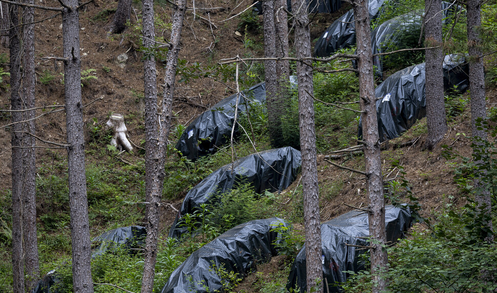 숲속 검은 비닐 더미들은 소나무재선충병을 방제하기 위해 나무를 훈증 처리한 흔적이다.