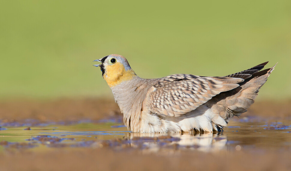 물웅덩이에서 배 깃털에 물을 적시는 사막꿩의 일종. 독특한 깃털구조로 체중의 15%에 해당하는 상당량의 물을 먼 거리에 옮긴다. 사에드 다바리, 위키미디어 코먼스 제공.