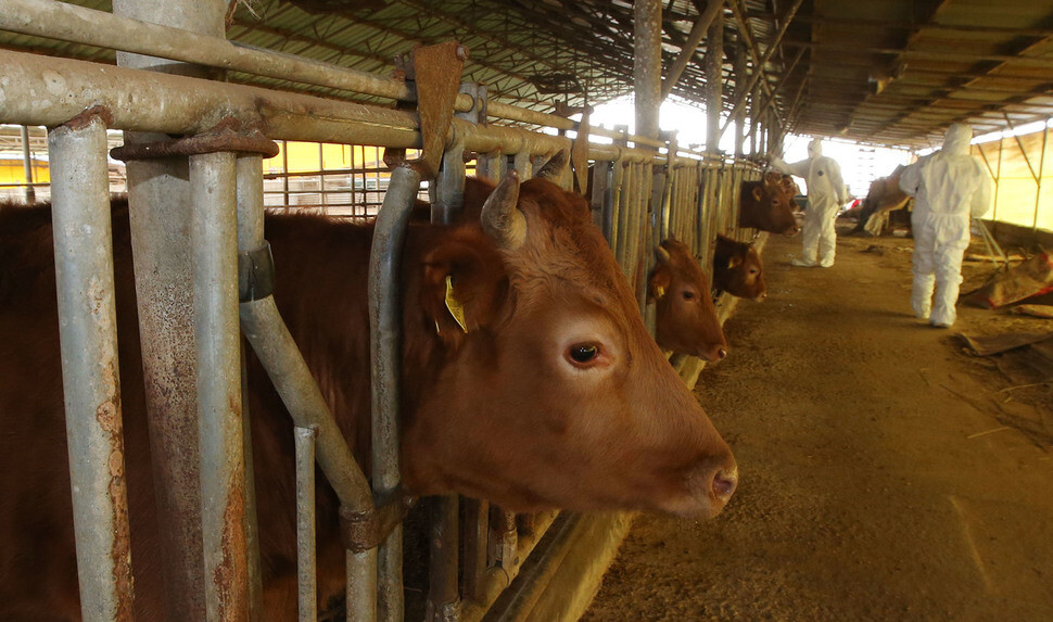 Cows at a dairy farm in Yeoncheon