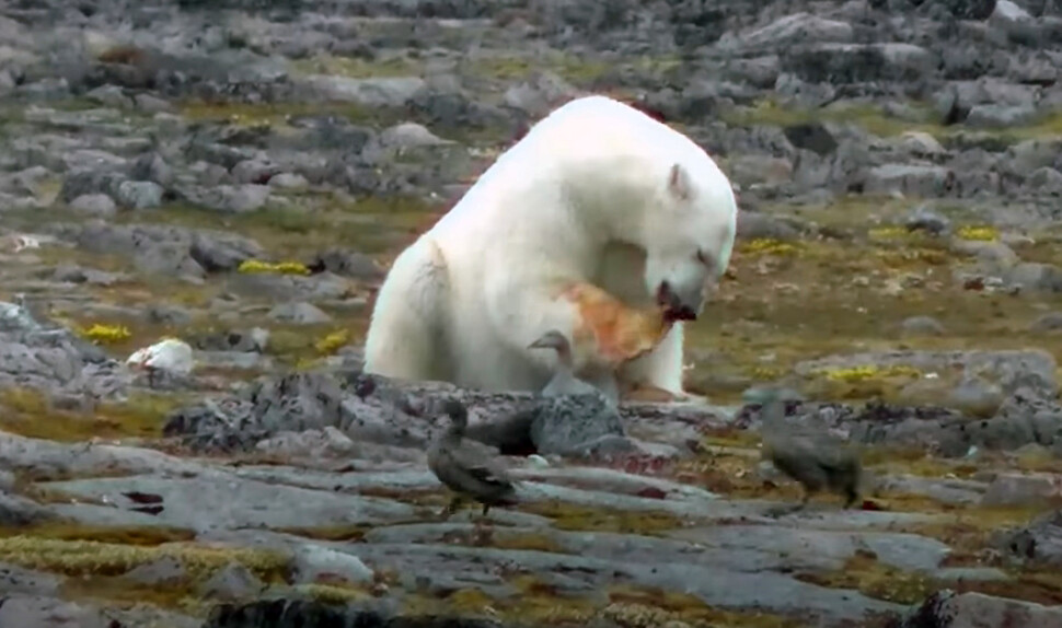 바다에서 먹잇감을 얻지 못해 참솜깃오리 둥지의 알을 깨서 먹는 북극곰. 노른자로 앞발의 털이 누렇게 물들었다. 유튜브 채널 갈무리