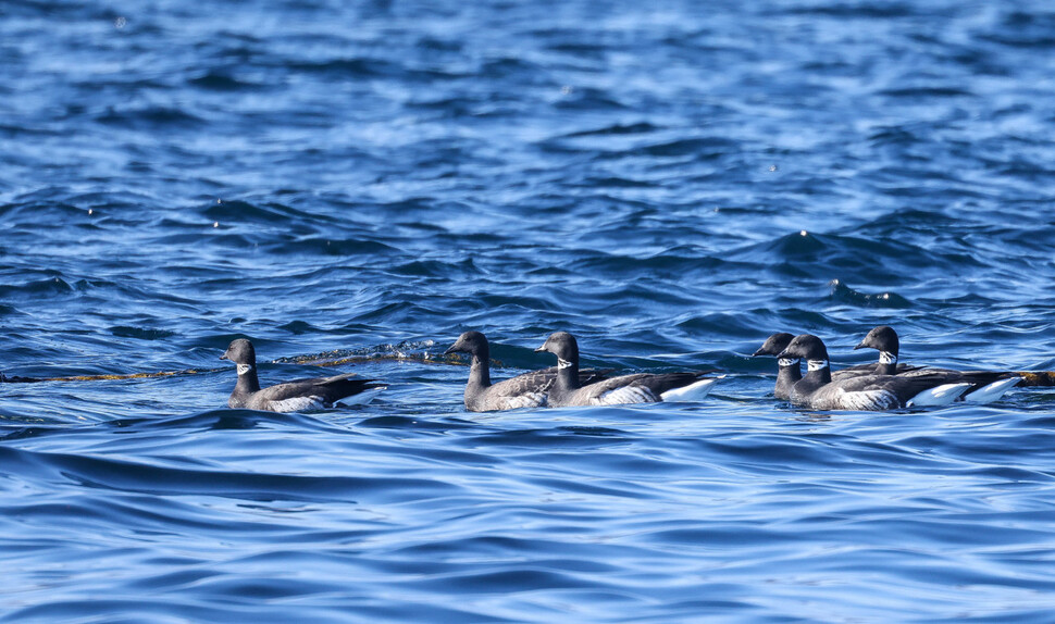 흑기러기는 다른 기러기류와 달리 바닷가에서 서식하는 해양성 조류다. 파래 같은 해초를 주로 먹는다.
