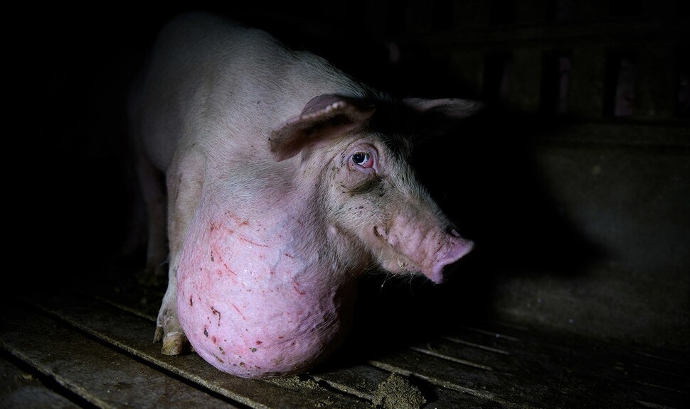 In Spain, one of the largest pork producers in Europe, there are revelations that pigs are raised in harsh environments.  The image shows a pig from a farmhouse in Castilla La Mancha that cannot sit up due to a tumor on its neck.  Courtesy of Tros los Muros