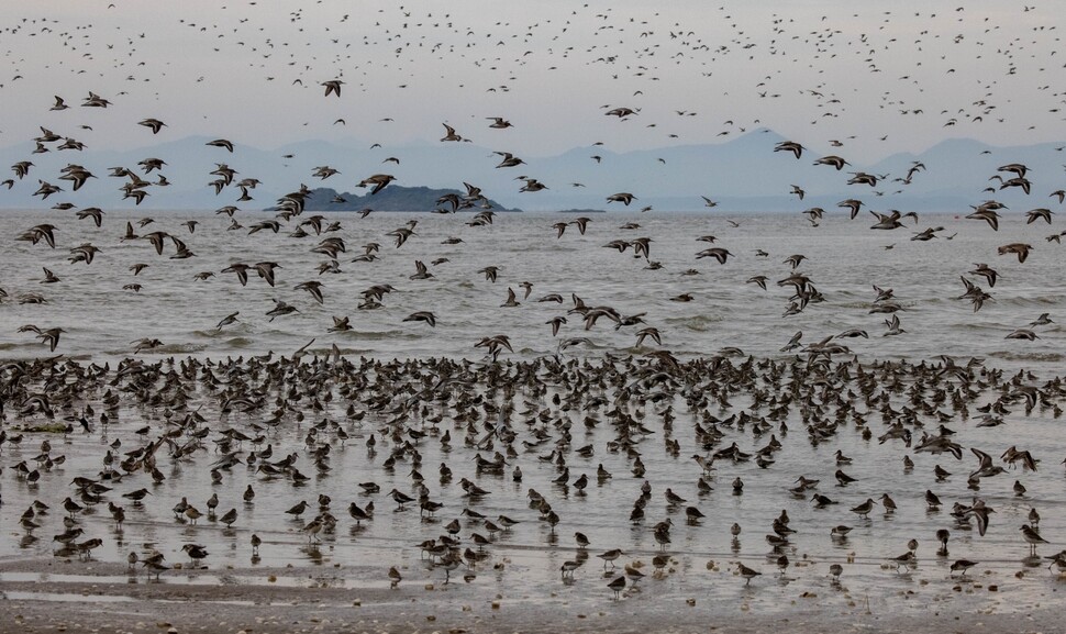 넓은 갯벌에 흩어져 먹이를 찾던 새들이 밀물에 밀려 점점 물이 차지 않는 곳으로 날아들고 있다.