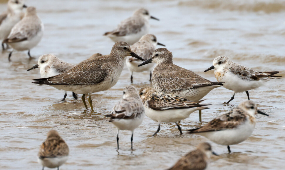 몸 윗면에 비늘무늬를 이루는 붉은가슴도요(가운데 짙은 잿빛) 두 마리.