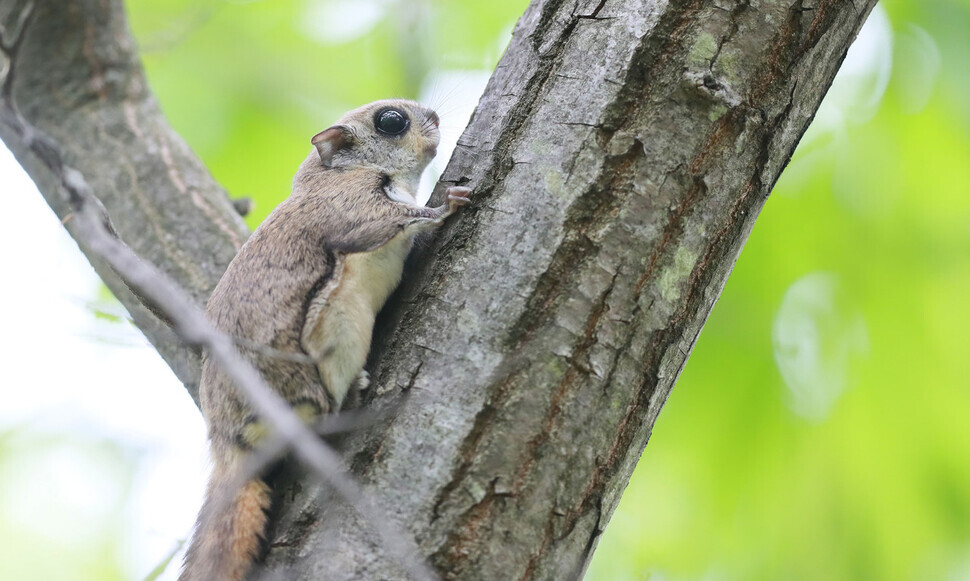 A flying squirrel is sitting on a tree in a mountain in Hamyang County, South Gyeongsang Province, on Tuesday. (provided by Hamyang County)