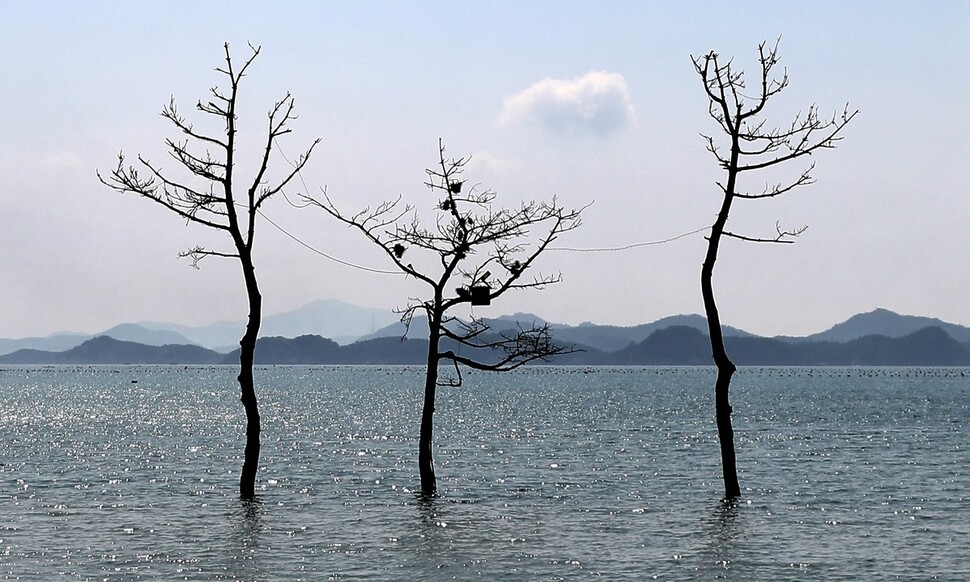 거금도 연소마을에 있는 소나무 세 그루. 박미향 기자