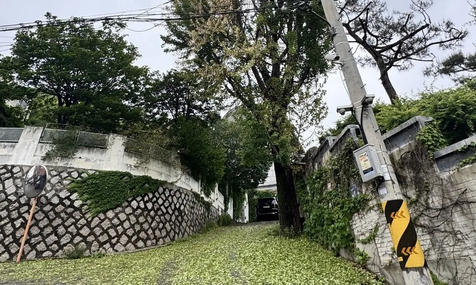 부암동 100년 지킨 미술관 옆 은행나무에 제초제가 주입됐다