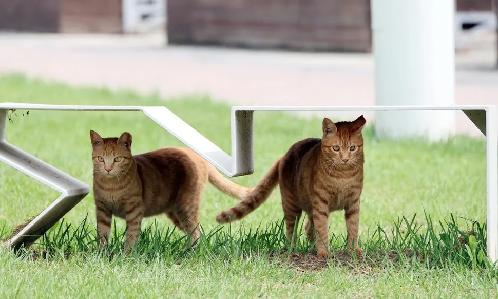 Two cats resting in the shade of a park bench in Goyang, Gyeonggi Province