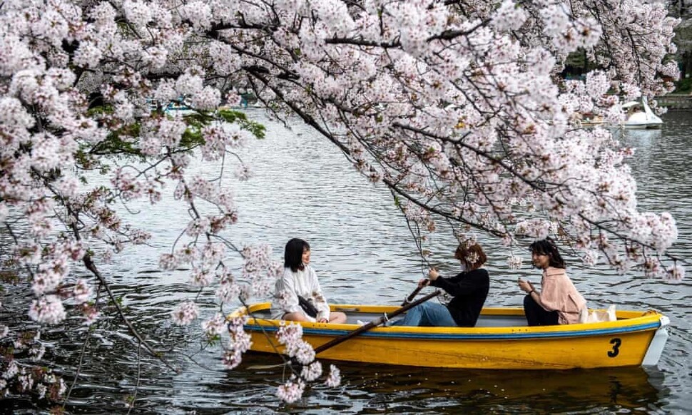 일본에서 올해 벚꽃이 기상청 관측 이래 가장 일찍 만개한 곳이 58개 관측지점 가운데 14개에 이른다. 게티이미지뱅크 제공.