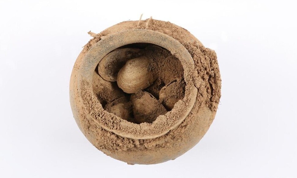 One of the excavated urns contains shells from soft clams and purple whelks native to the West and South Sea regions. (provided by the Wanju National Research Institute of Cultural Heritage)