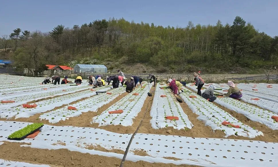 Seasonal workers plant caipira lettuce at a farm in Pyeongchang, Gangwon Province. (courtesy of the author)