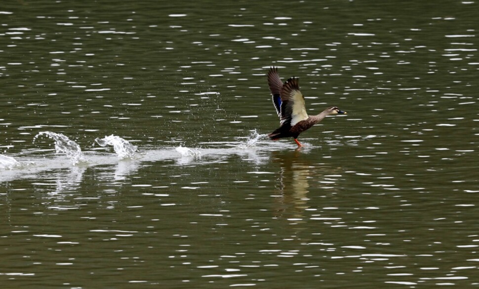 흰뺨검둥오리 한 마리가 9월11일 충남 공주시 공주보 상류 금강 수면 위로 내려앉고 있다.