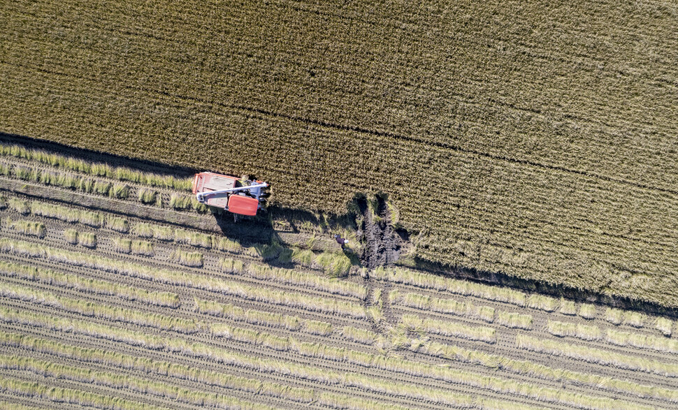 2025년 11월3일 오후 충남 예산 들녘에서 마지막 가을걷이가 한창이다. 김진수 선임기자 jsk@hani.co.kr