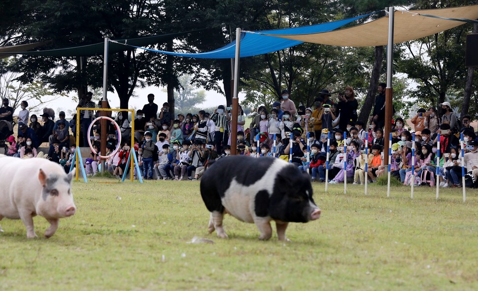 체험형 농장인 안성팜랜드를 찾은 시민들이 돼지들의 경주를 지켜보고 있다.