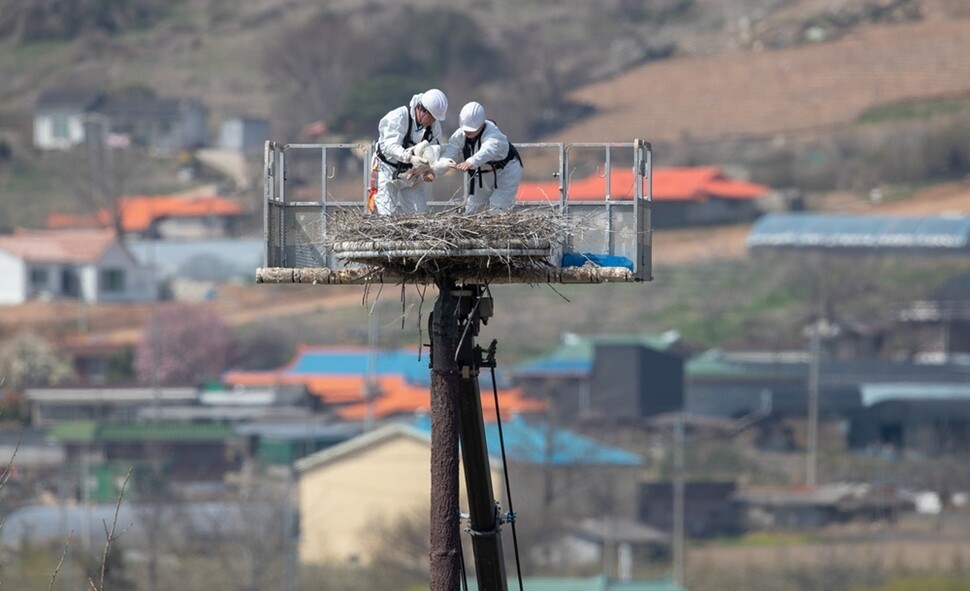 예산황새공원 사육사들이 발에 가락지를 채운 어린 새를 13m 높이 인공둥지에 내려놓고 있다. 황새 복원 작업을 위해 새로 태어난 새는 개체 식별을 위해 가락지를 채우고 혈액을 채취해 DNA를 분석하고 암수를 구별한다.