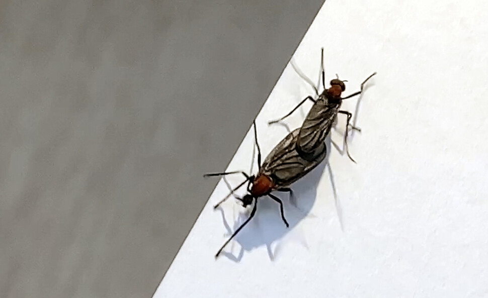 “사랑벌레, 짝짓기 중 건들면 안 날고…” 국립 연구관이 떴다