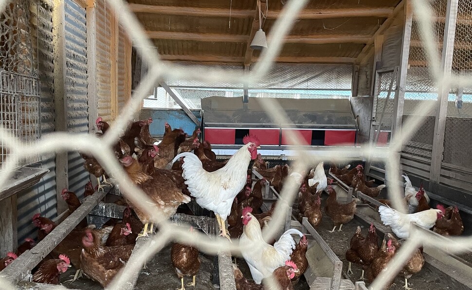 야마기시즘 실현지 ‘산안마을’ 양계장의 닭들. 1㎡ 공간에 평균 4.4마리가 살아간다. 이유진 기자