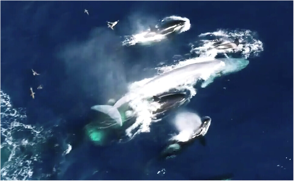 A pack of killer whales is seen here tracking a blue whale, the largest species on the planet. (courtesy of John Totterdell et al.)