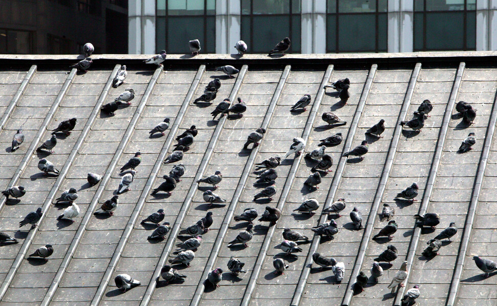 건물 지붕에 모여있는 비둘기. 한겨레 자료사진