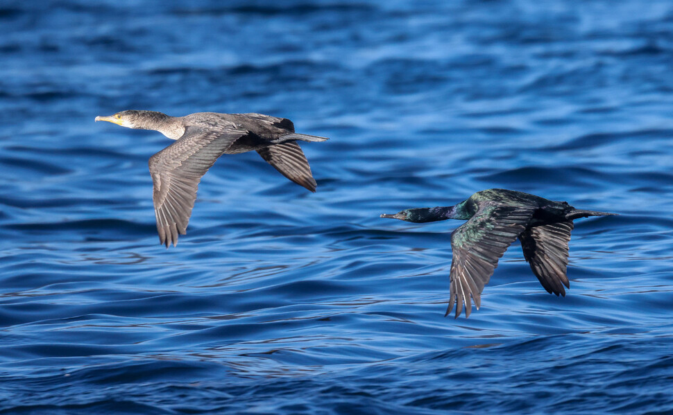 가마우지(왼쪽)와 쇠가마우지가 함께 날아가고 있다.