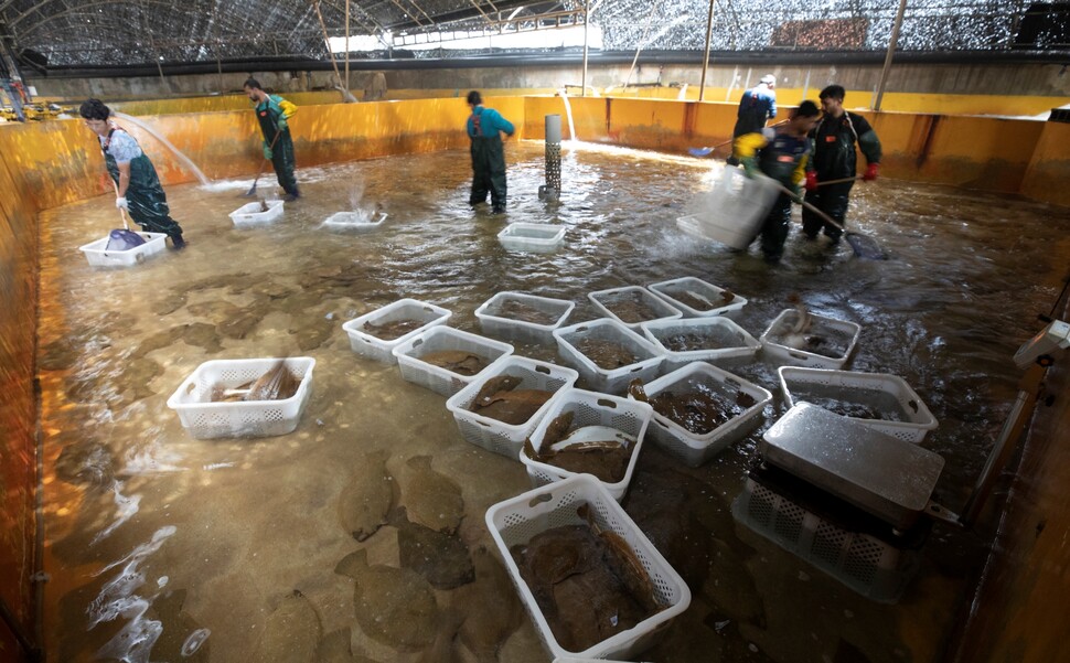 2022년 7월1일 제주도 서귀포시 표선면의 광어 양어장 ‘정우수산’에서 노동자들이 수조에 들어가 대형마트로 보낼 광어를 골라 흰 바구니에 담고 있다.