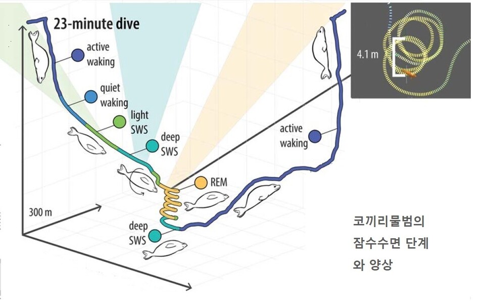 23분 동안 수심 300m까지 가라앉으며 잠자는 코끼리물범의 단계별 수면 상태를 뇌파로 측정했다. 오른쪽은 나선형 잠수의 궤적이다. 제시카 켄달-바 외 (2023) ‘사이언스’ 제공.