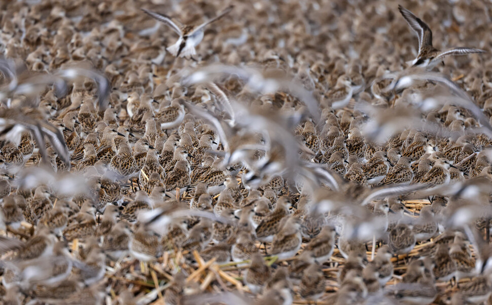 해마다 가을이면 러시아와 중국, 몽골에서 번식을 마친 새들이 월동지로 이동 중에 쉬어가는 충남 서천 유부도 갯벌. 좀도요와 민물도요, 왕눈물떼새 같은 도요물떼새들이 밀물을 피해 비좁은 갯벌에 빽빽하게 모여 바닷물이 빠지기를 기다리고 있다.