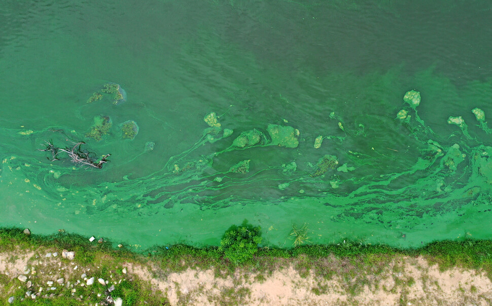8월11일 부산 시민들의 식수 원수를 취수하는 경남 물금·매리 취수장 인근 낙동강이 녹조로 초록색을 띠고 있다. 연합뉴스