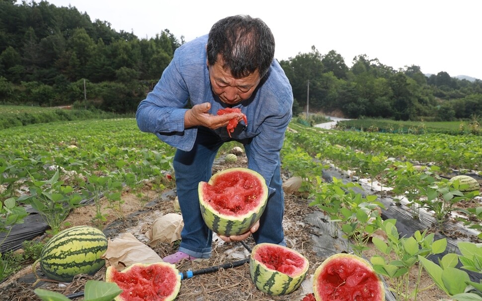 사상 유례없는 폭염을 견디지 못하고 과일과 채소가 타들어가고 있다. 8월9일 경북 영주시 문수면 승문1리에서 농민 우병택(65)씨가 껍질이 하얗게 변한 수박을 잘라 냄새를 맡아본다.