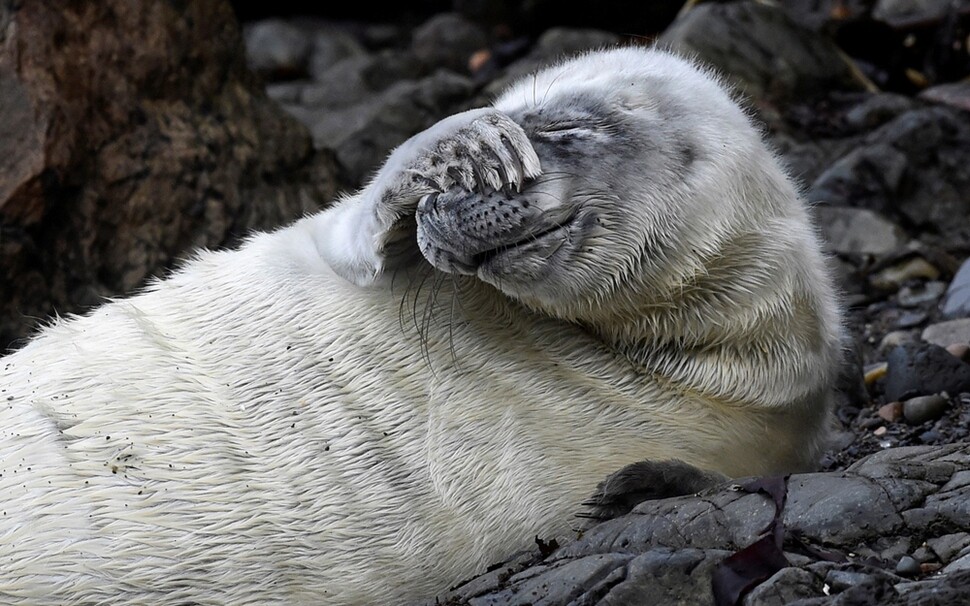 대서양 바다표범 한 마리가. 10월8일 영국 웨일스 펨브로크셔 세인트마틴항구 근처 바위틈에 누워 쉬고 있다. 바다표범 새끼는 방수가 안 되는 흰색 털을 감싼 채태어나 생후 넷째주에 털갈이를 한다.