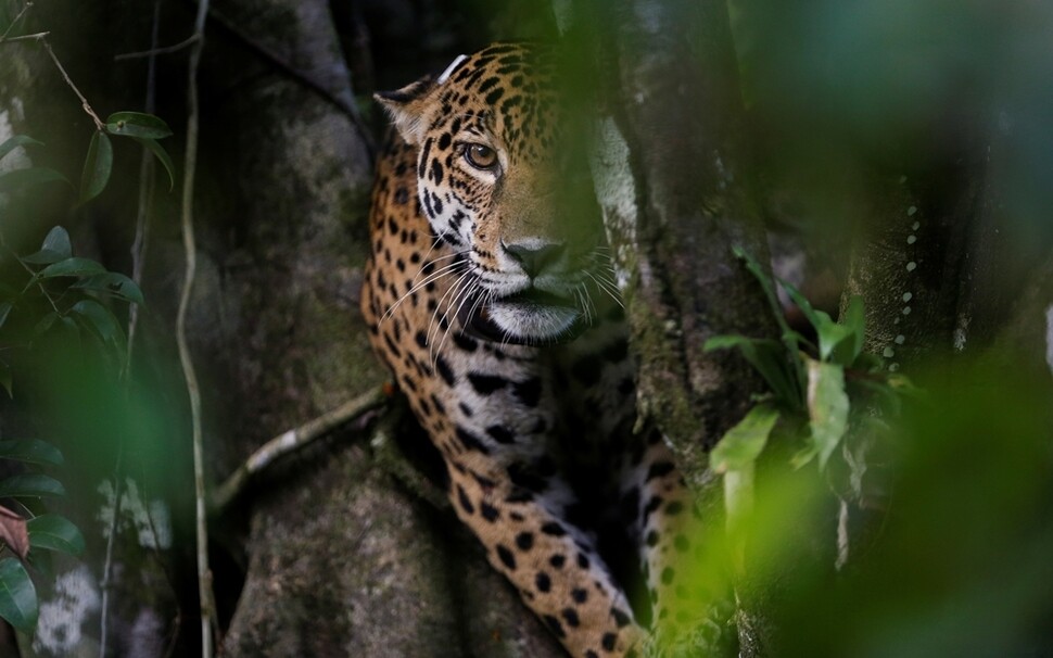 재규어 암컷이 6월5일 브라질 아마조나스주 마미라우아 생태 보존 지역의 나무 위에 앉아 무언가를 주시하고 있다.